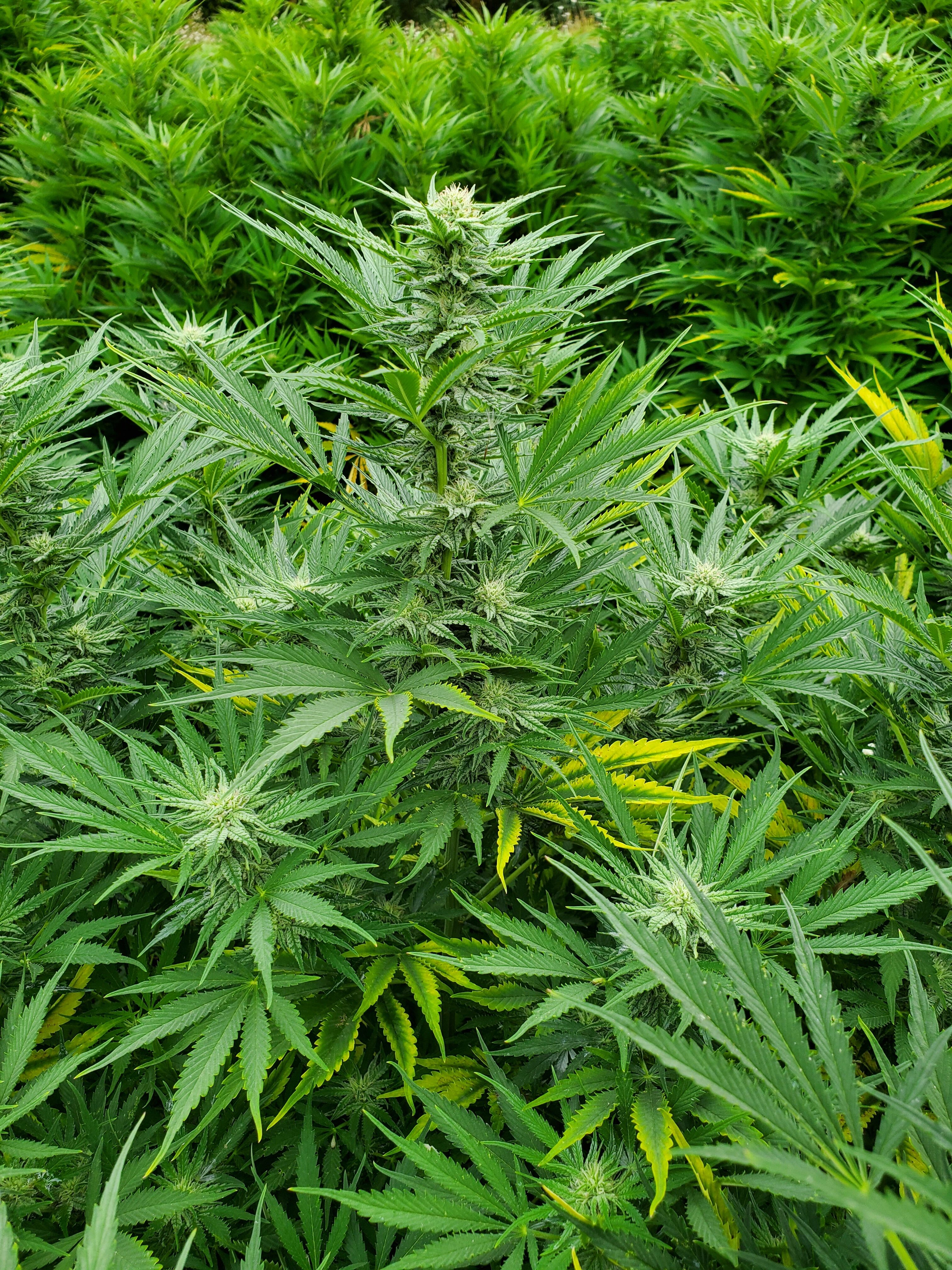 QR Code Compliance Hemp
